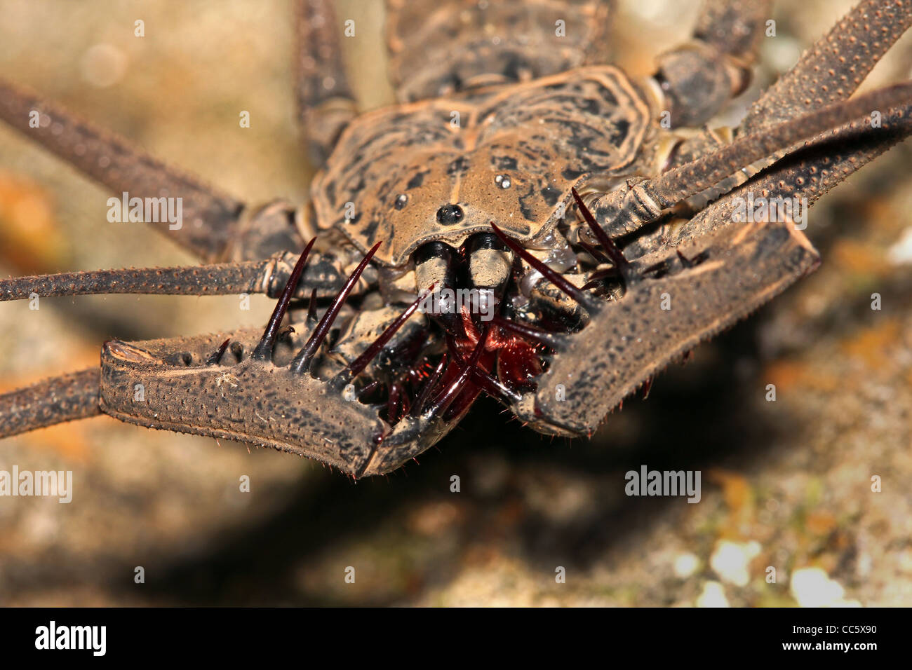 Una paura estrema closeup di una frusta tailless scorpione in Amazzonia  peruviana Foto stock - Alamy