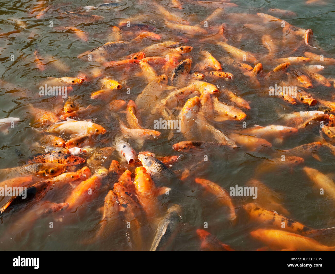 Carpa dorata, Xishuangbanna Tropicale Giardino Botanico, Xishuangbanna, Yunnan , Cina Foto Stock