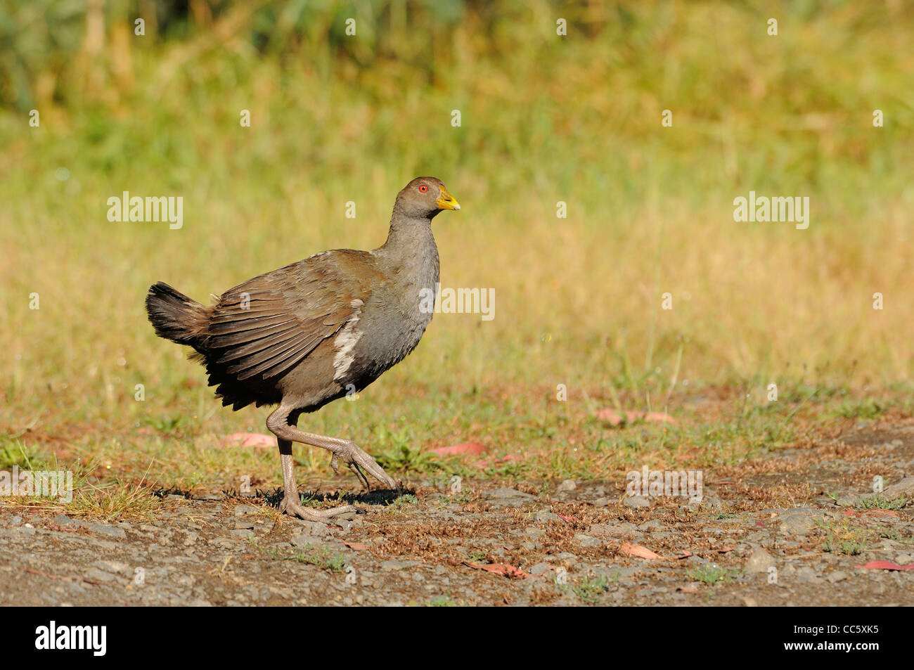 Nativo della Tasmania Hen Gallinula mortierii adulto fotografato in Tasmania, Australia Foto Stock