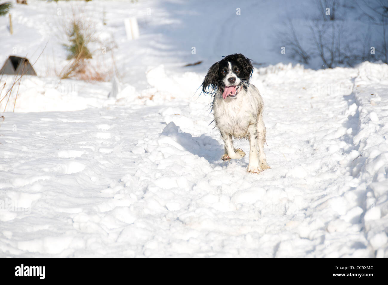 English Springer spaniel cane che corre attraverso la neve Foto Stock