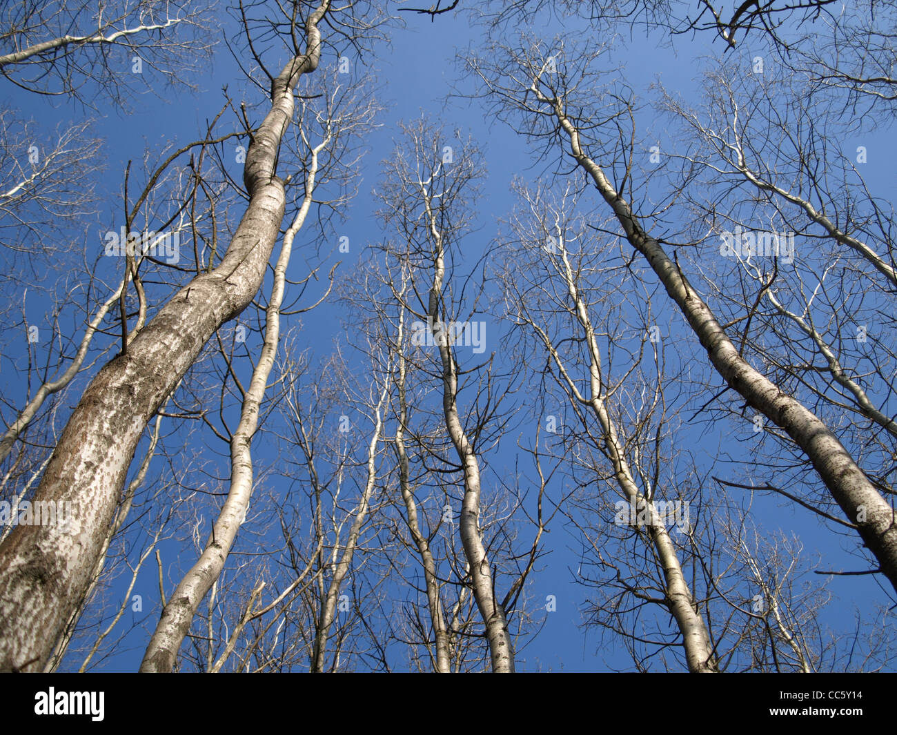 Alberi di pioppo in primavera / Pappeln im Frühling Foto Stock