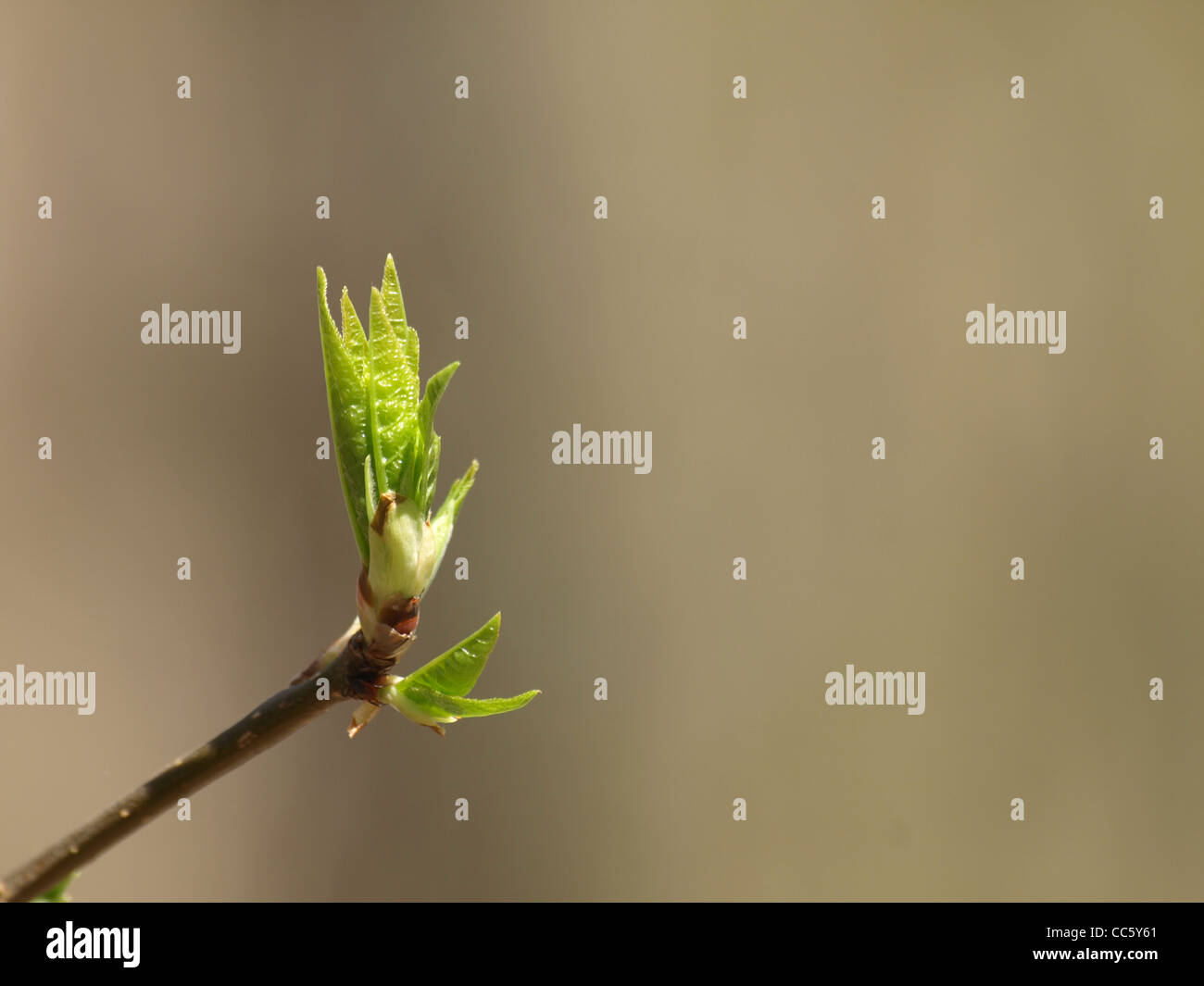 Fresh shoot, foglie / frisch ausgetriebene Blätter Foto Stock