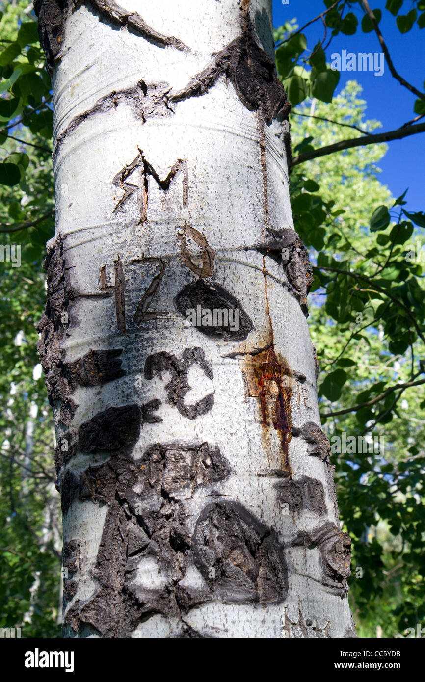 Aspen Tree scolpiti con i messaggi per il basco gli allevatori di ovini in Cat Creek Vertice di Elmore County, Idaho, Stati Uniti d'America. Foto Stock