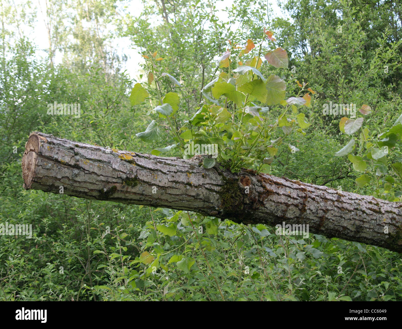 Sawed Poplar Tree con fresco sparare / abgesägte Pappel mit frischen Austrieben Foto Stock