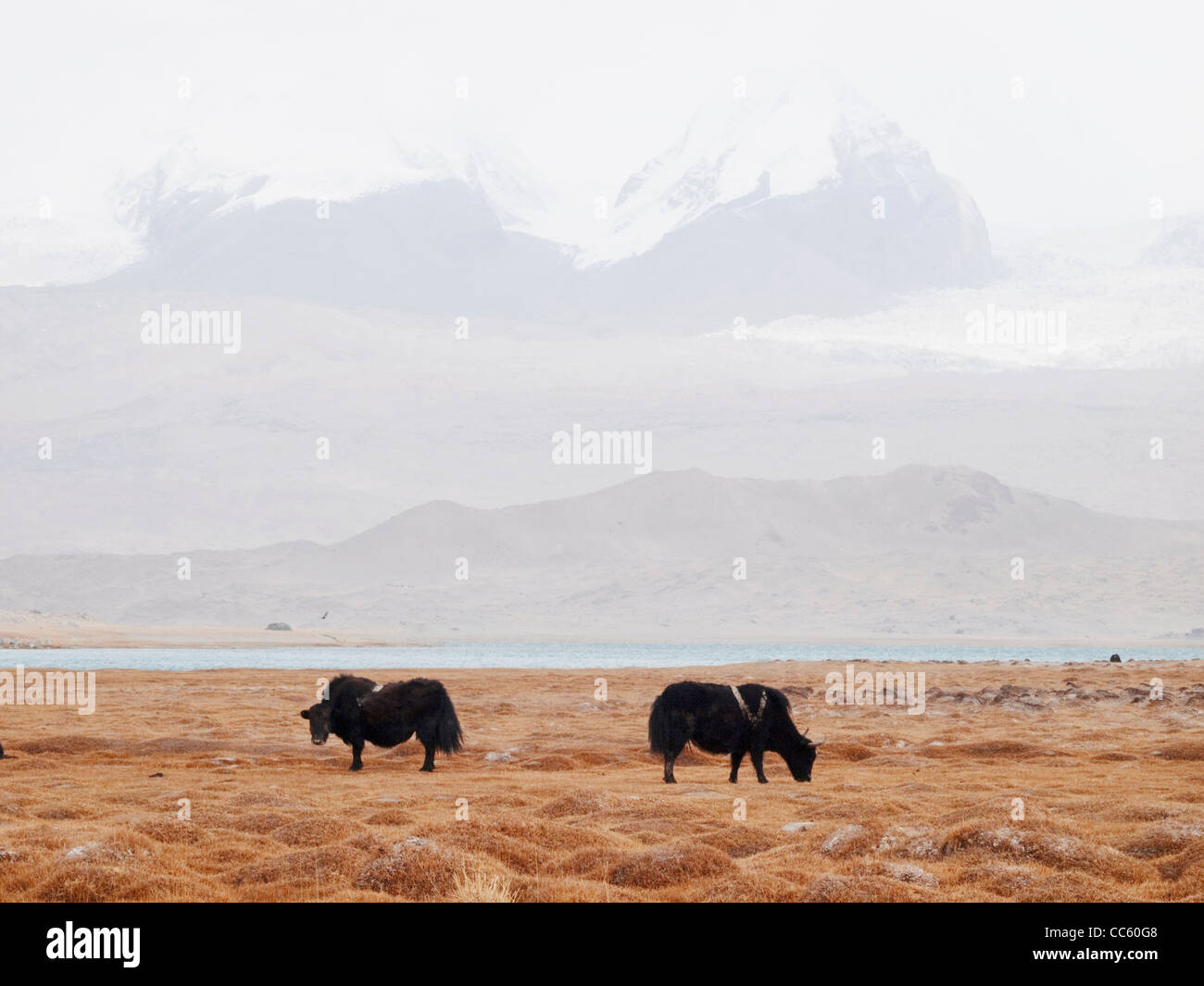 Libero di yak al pascolo accanto il lago dei cigni, Bayingolin, Xinjiang, Cina Foto Stock
