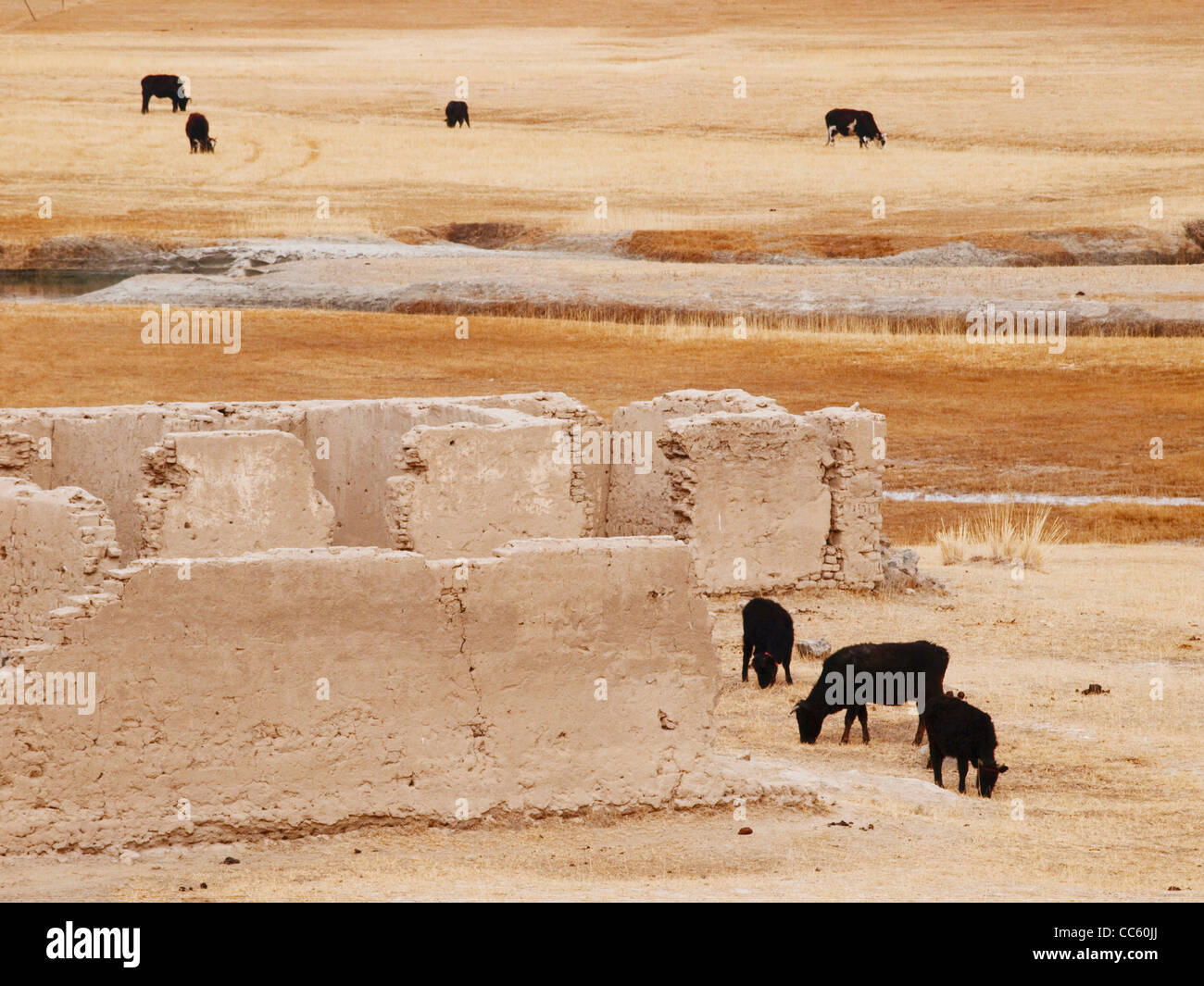 Libero di yak al pascolo accanto al Princess City, Kashgar Prefettura, Xinjiang, Cina Foto Stock