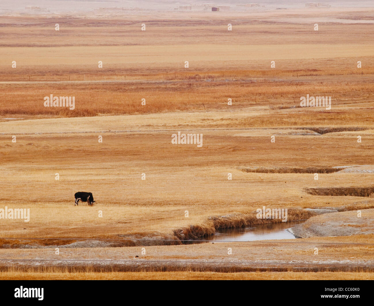 Libero di yak al pascolo accanto il lago dei cigni, Bayingolin, Xinjiang, Cina Foto Stock