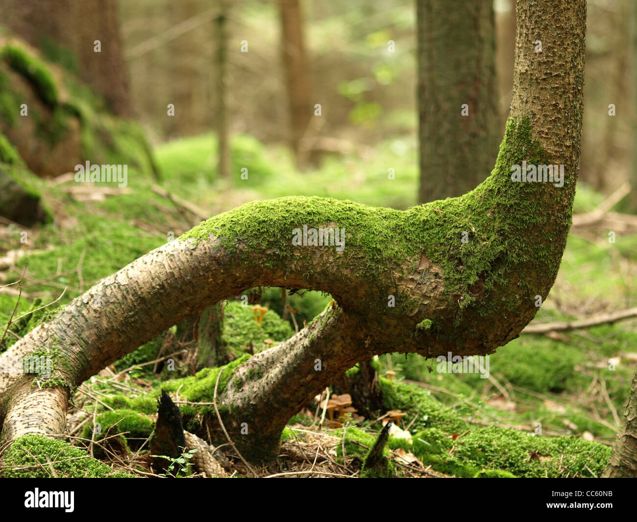 Sorprendente crescere abete con moss in legno / markant gewachsene Fichte mit Moos Foto Stock