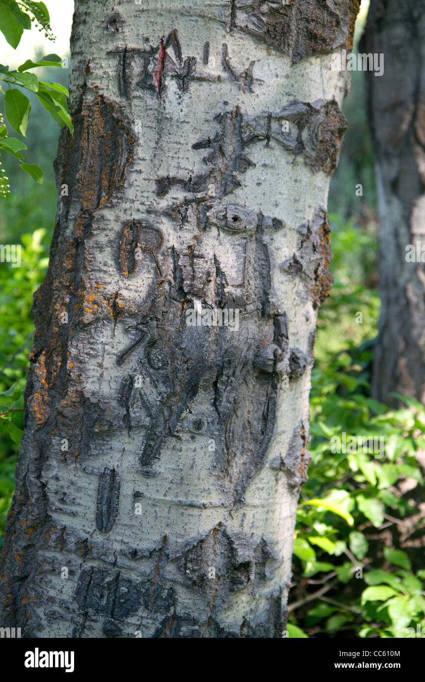 Aspen Tree scolpiti con i messaggi per il basco gli allevatori di ovini in Cat Creek Vertice di Elmore County, Idaho, Stati Uniti d'America. Foto Stock