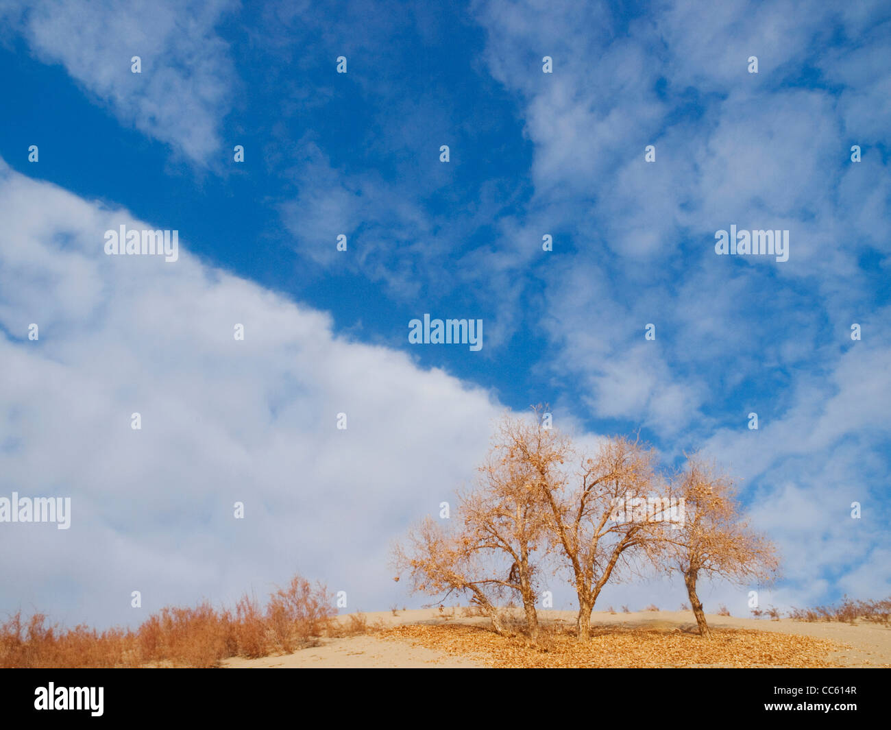 Tarim Eufrate Pioppo Riserva Naturale Nazionale, Xinjiang Uyghur Regione autonoma, Cina Foto Stock