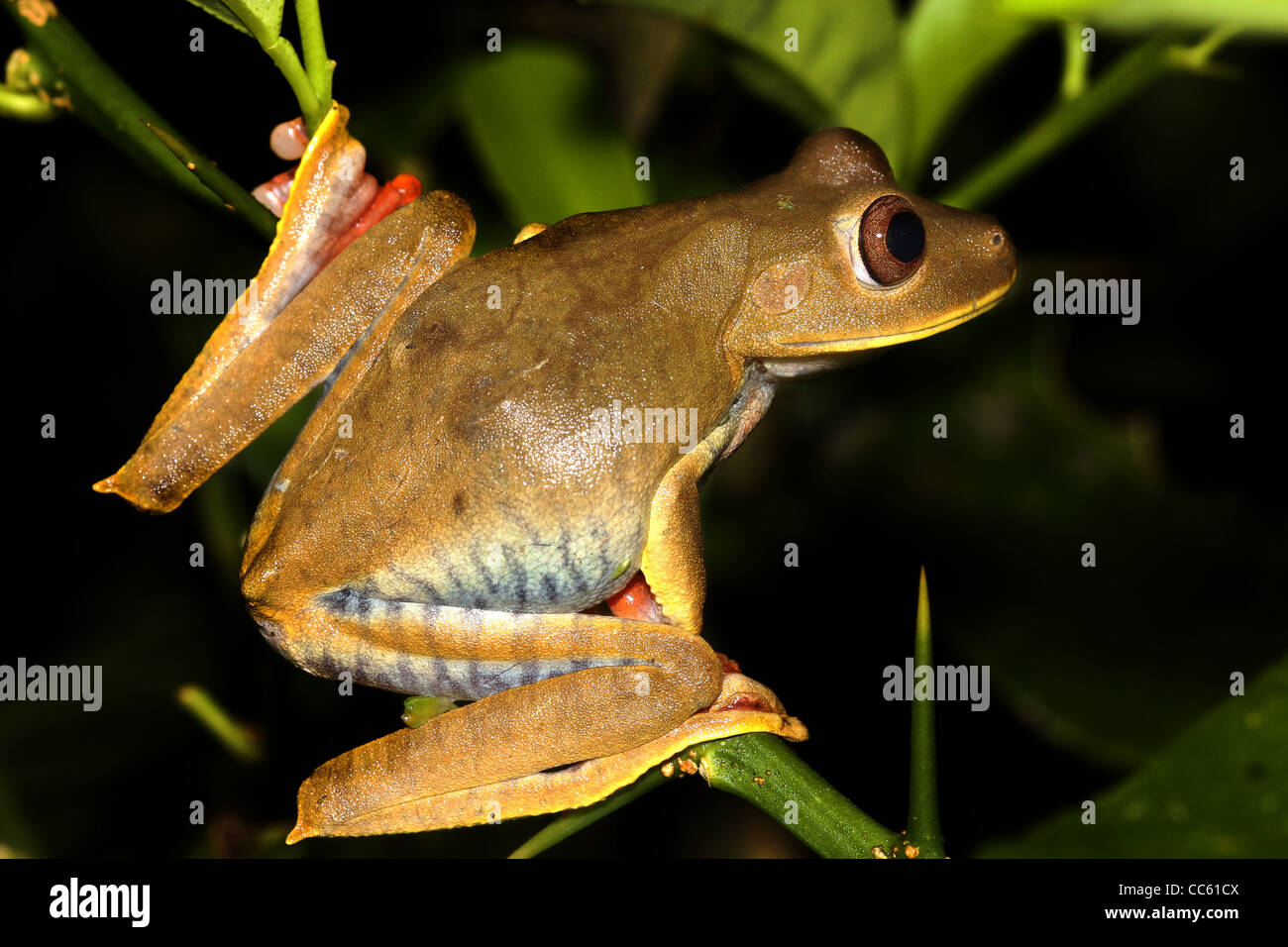 Mappa Treefrog (Hypsiboas geographicus) nell'Amazzonia peruviana isolato con spazio per il testo Foto Stock