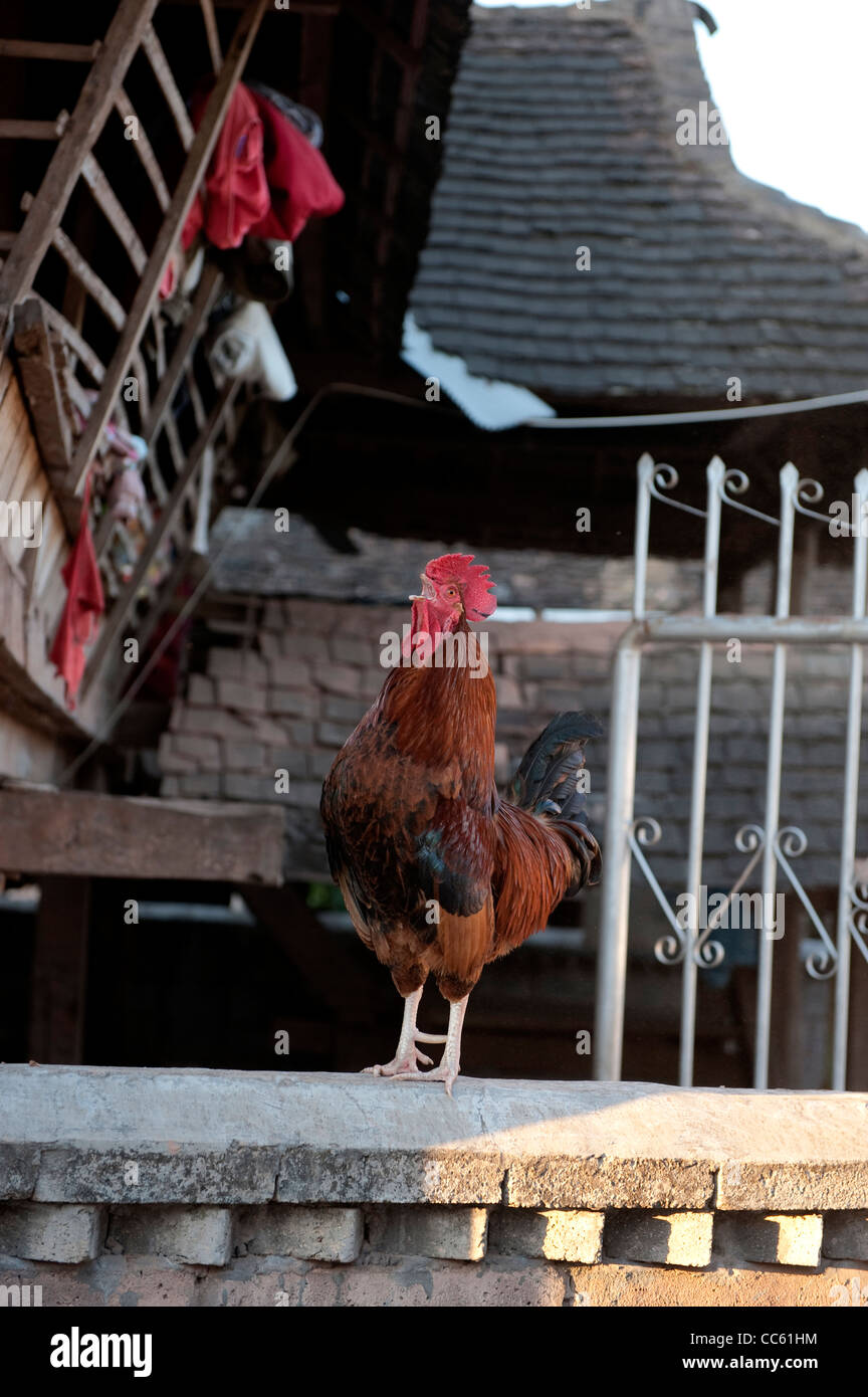 La Rooster incoronazione, Kunming, Yunnan , Cina Foto Stock