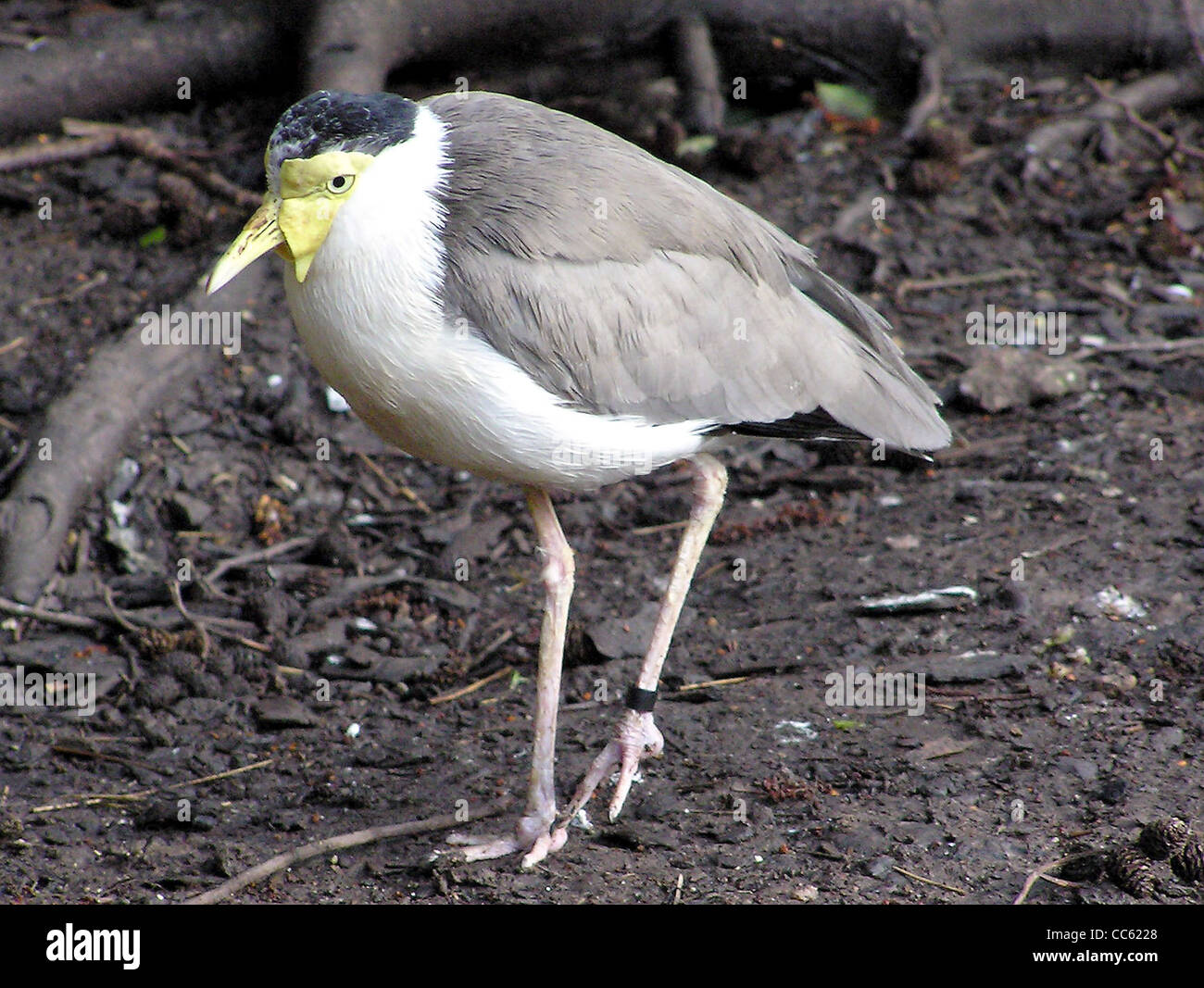 Un Lapwing mascherato (Vanellus Miles) è presente nella Wallace Aviary dello zoo di Bristol. Questa specie è conosciuta per i suoi caratteristici wattles facciali gialli e le chiamate forti. Foto Stock Un Lapwing mascherato (Vanellus Miles) è presente nella Wallace Aviary dello zoo di Bristol. Questa specie è conosciuta per i suoi caratteristici wattles facciali gialli e le chiamate forti. Foto Stock
