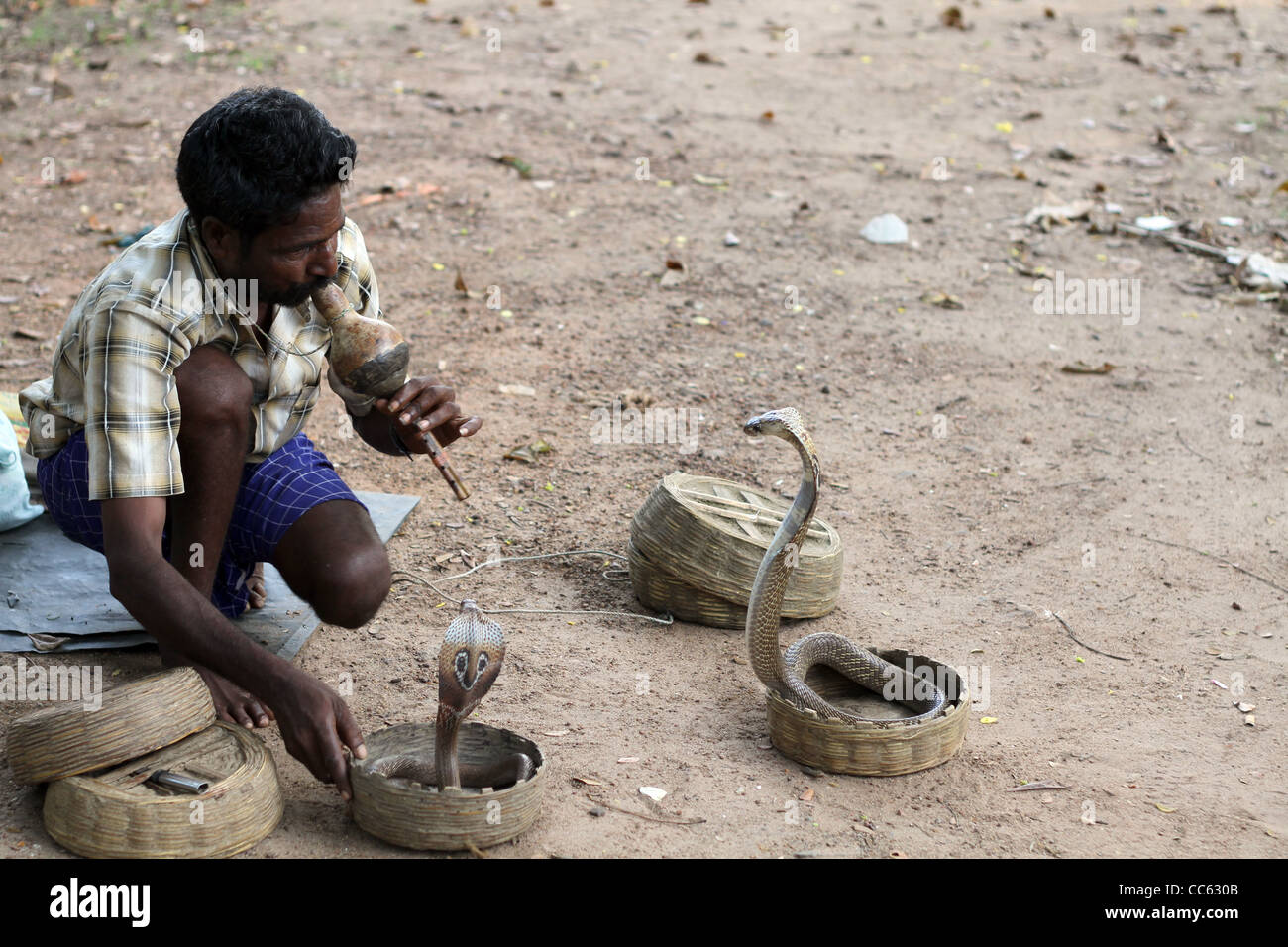 Uomo indiano tenendo l'attenzione di una coppia di cobras con il suo strumento di bocca e lo sguardo Foto Stock
