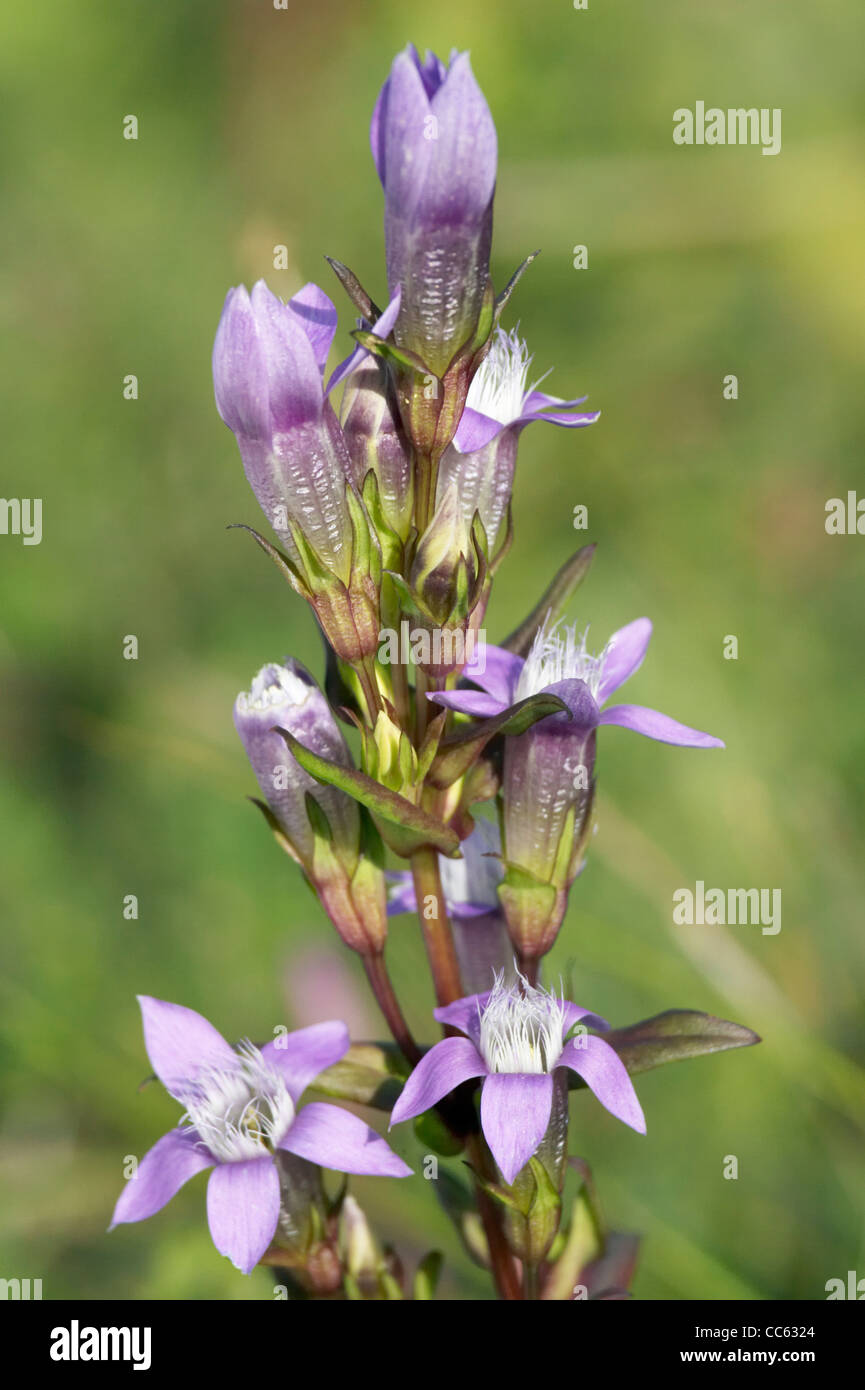 Chiltern Genziana, Gentianella germanica, fiori. Foto Stock