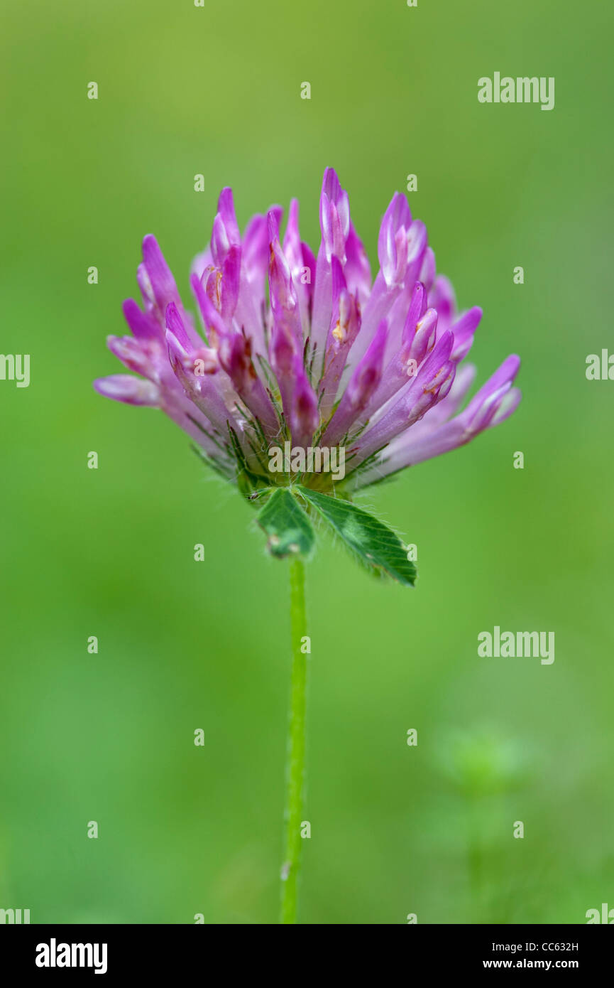 Trifoglio di fragola Trifolium fragiferum fiore. Foto Stock