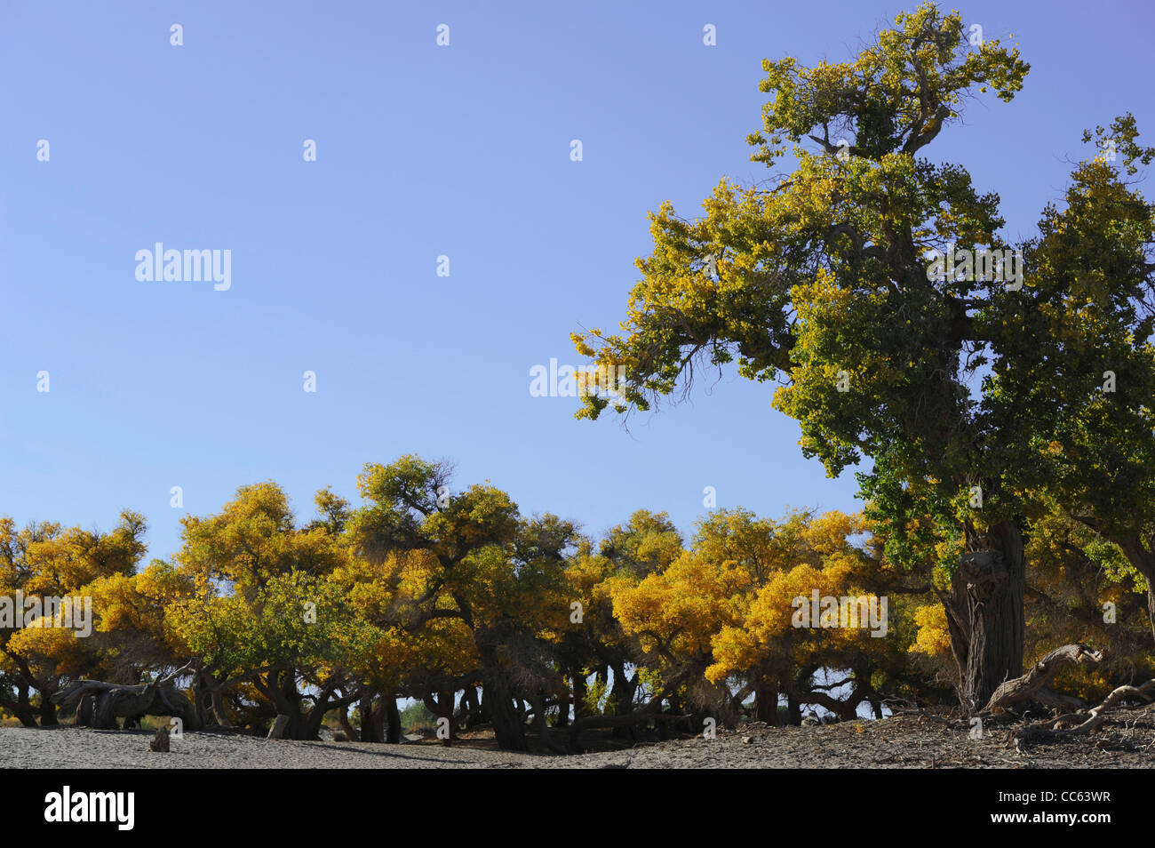 Tarim Eufrate Pioppo Riserva Naturale Nazionale, Xinjiang Uyghur Regione autonoma, Cina Foto Stock