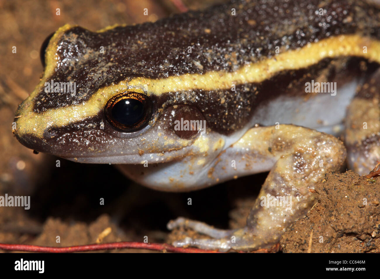 Il dipinto di rana Antnest (Leptodactylus lineatus) nell'Amazzonia peruviana Foto Stock