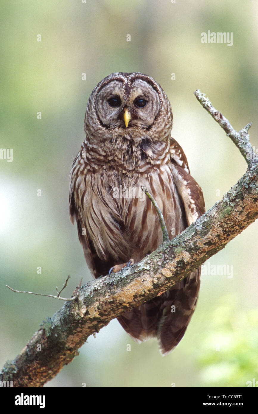 Allocco barrato Foto Stock