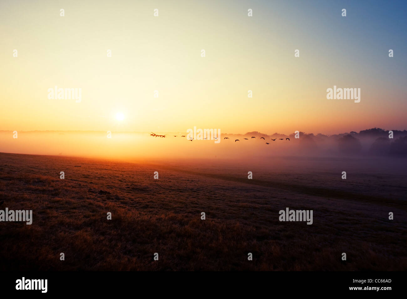 Stormo di anatre selvatiche battenti in sunrise. Richmond Park, Londra, Inghilterra, Regno Unito. Foto Stock