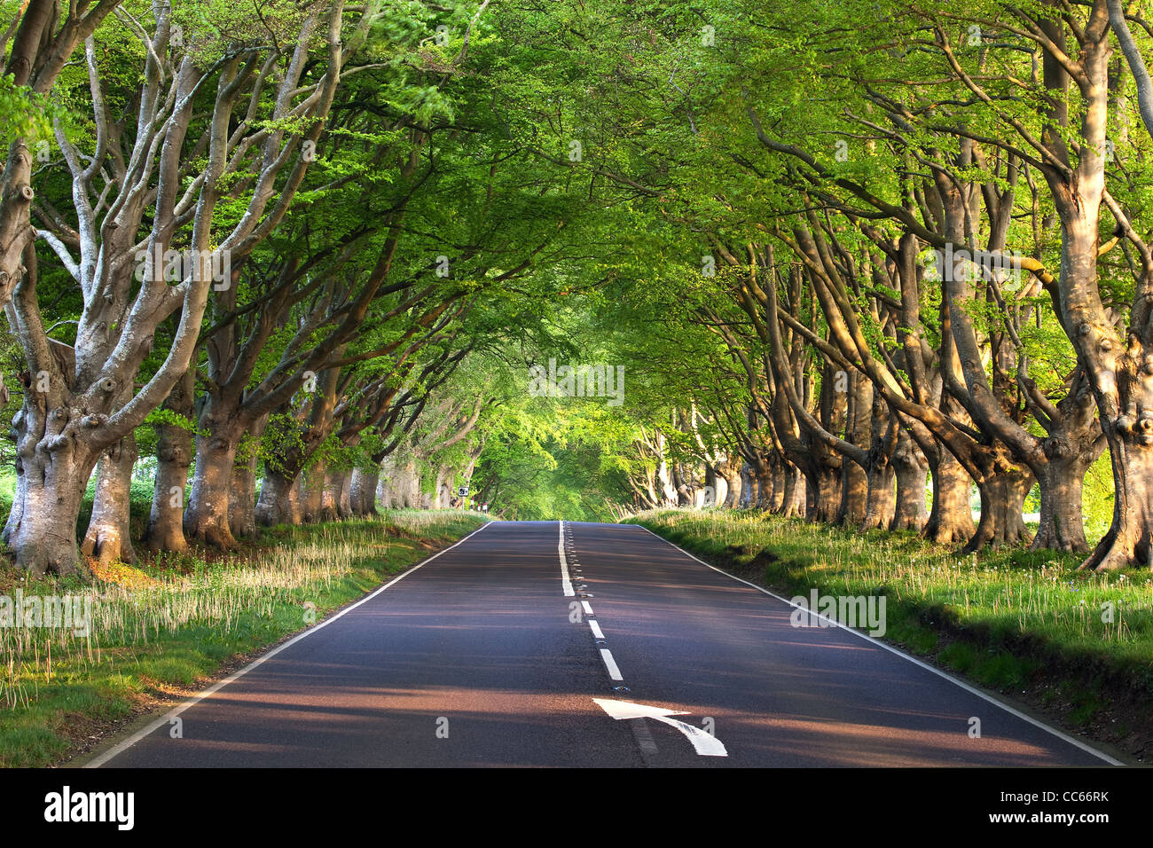 Una vista lungo il viale di faggi a Kingston Lacy in Dorset Foto Stock