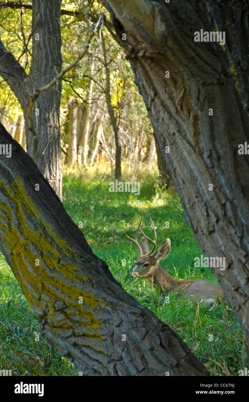 Young Mule Deer buck (Odocoileus hemionus) di appoggio in ombra della pianura pioppi neri americani foresta, Denver Colorado US Foto Stock