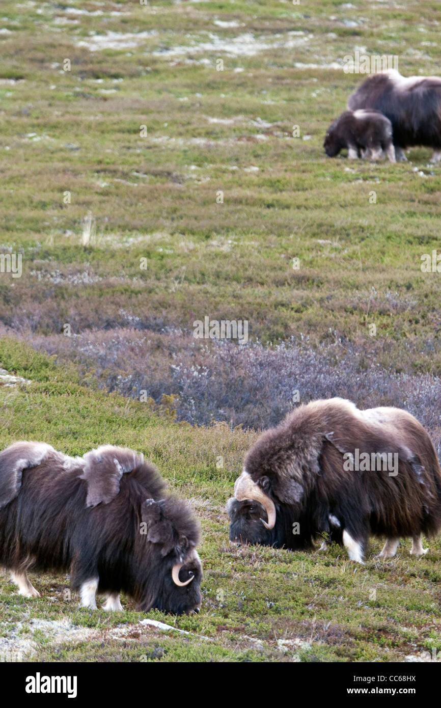 Il muschio, mammifero, animale, muschio ox, Ovibos moschatus, Foto Stock