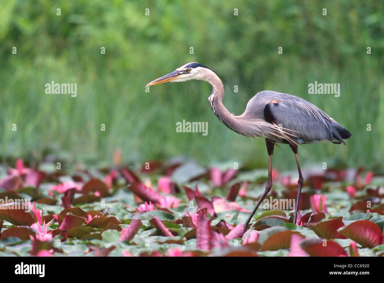 Airone blu guadare in stagno con acqua di rosa gigli Foto Stock