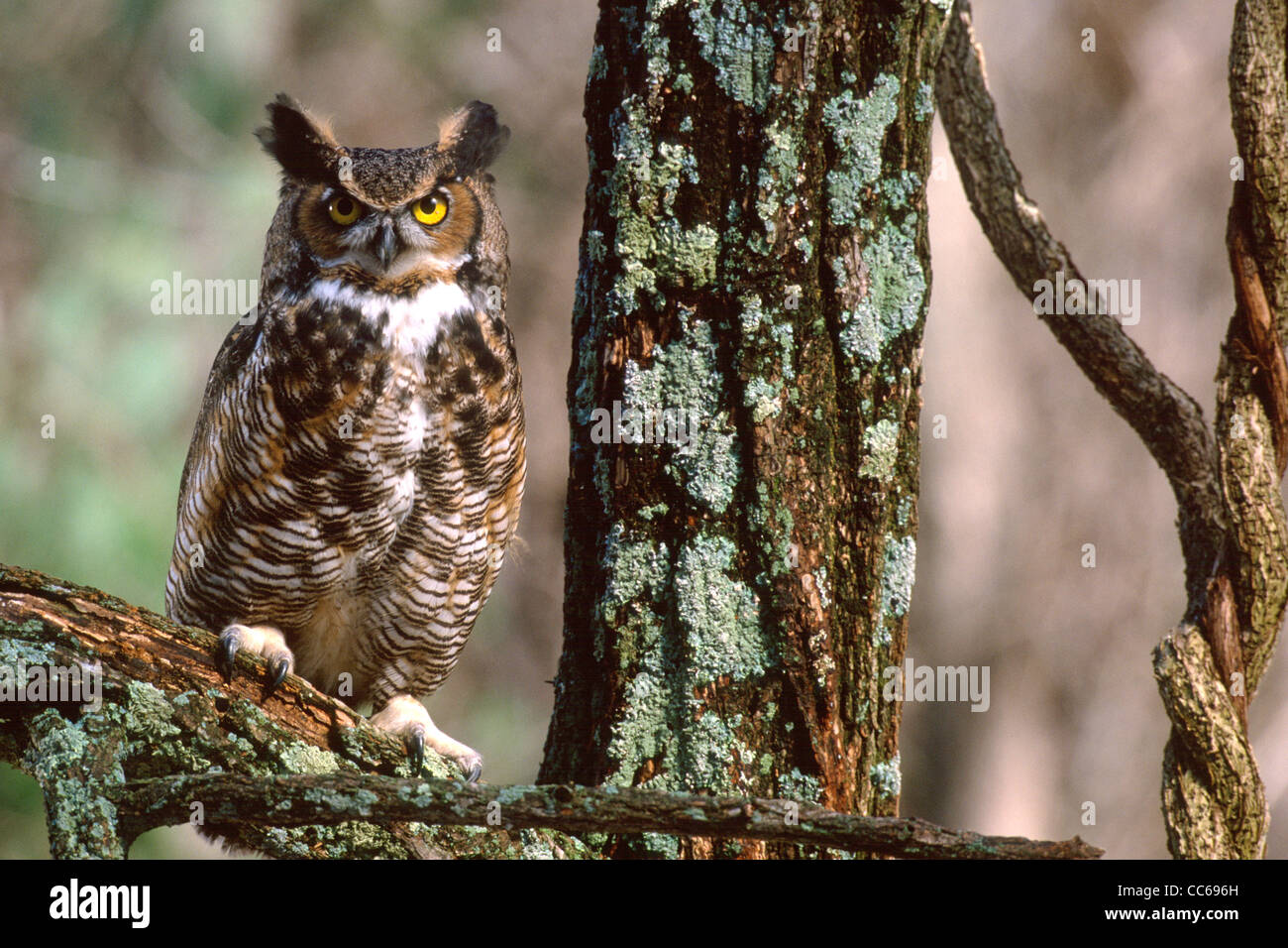 Grande-cornuto Owl Foto Stock