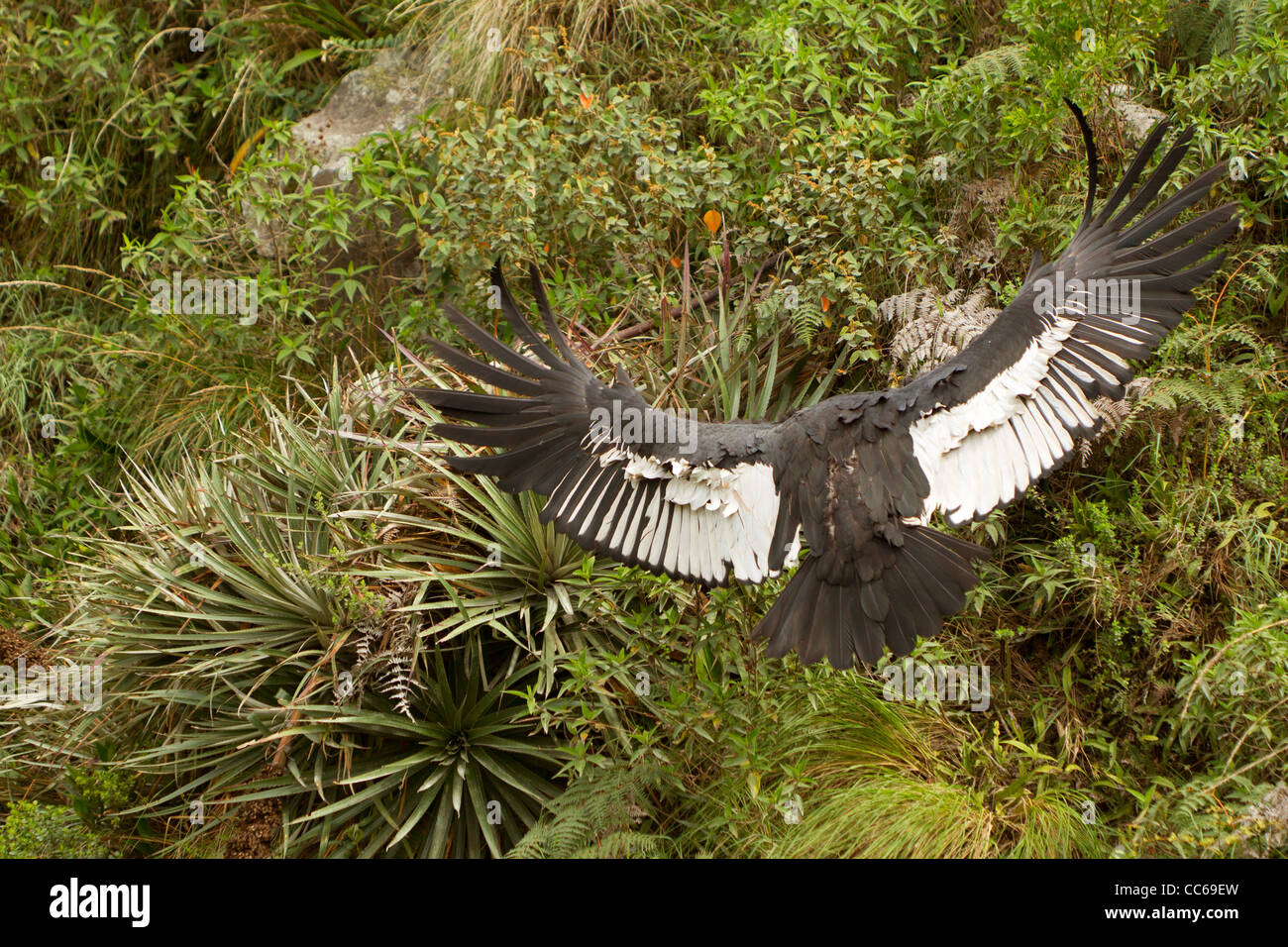 Il condor andino è un grande avvoltoio nero con un collare di piume bianche che circonda la base del collo e soprattutto nel maschio grande chiazza bianca Foto Stock