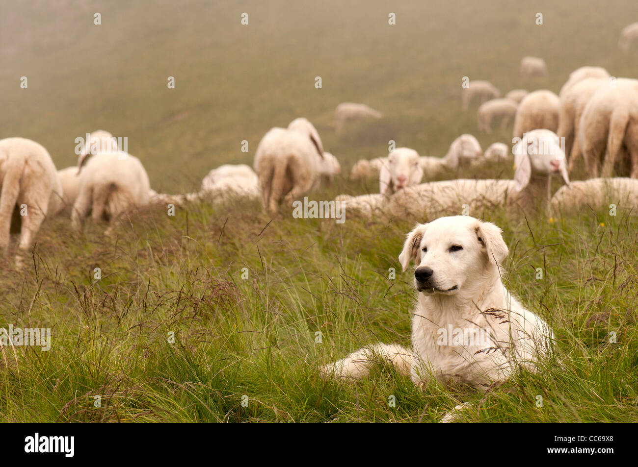 Un italiano il cane pastore (abruzzese) in Piemonte - Rocciavrè Parco naturale Foto Stock