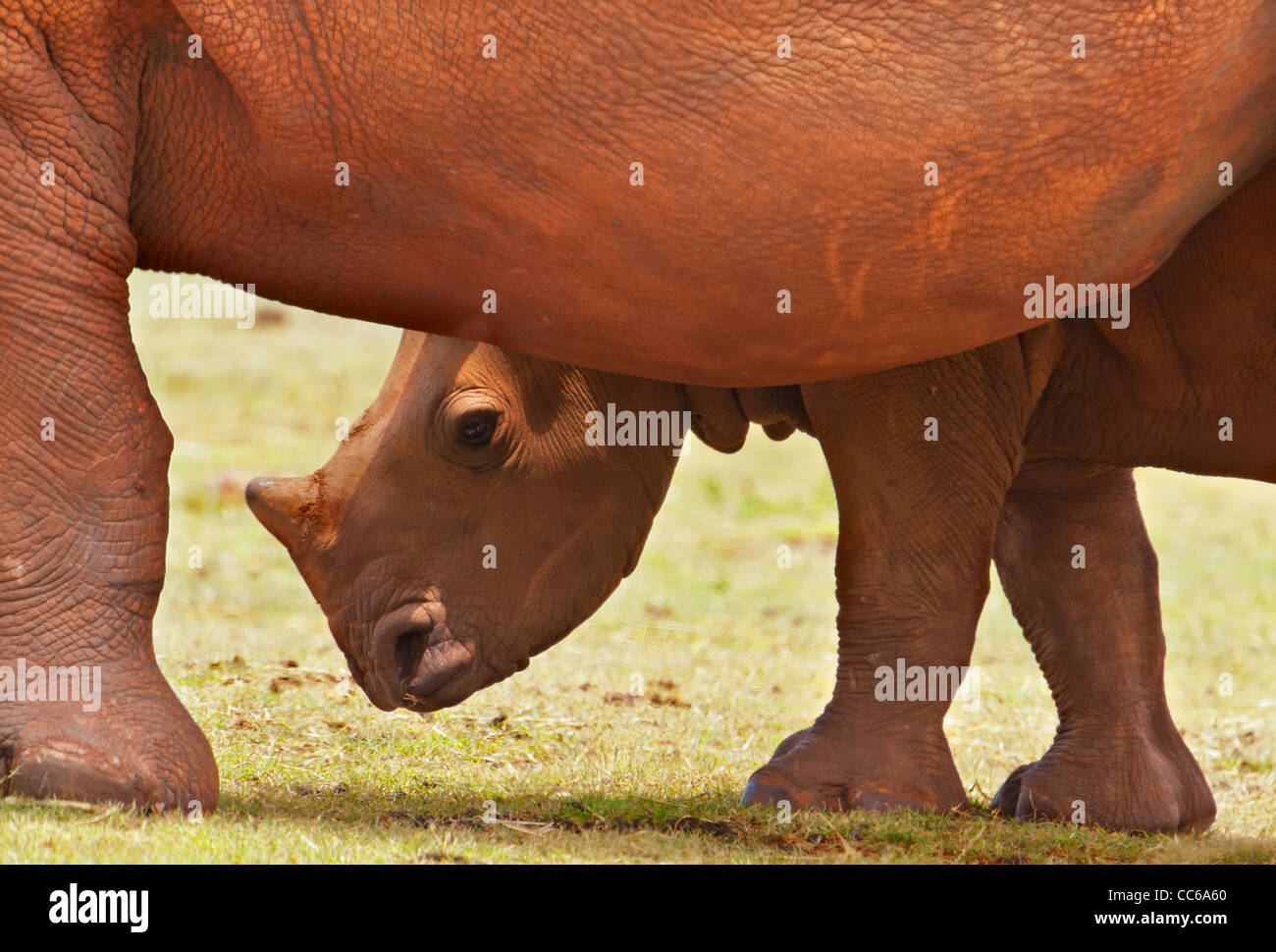 Rinoceronte bianco (Ceratotherium simum) vitello e madre. Madikwe Game Reserve Sudafrica Foto Stock