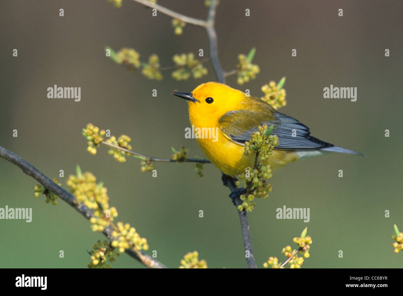 Prothonotary trillo Foto Stock