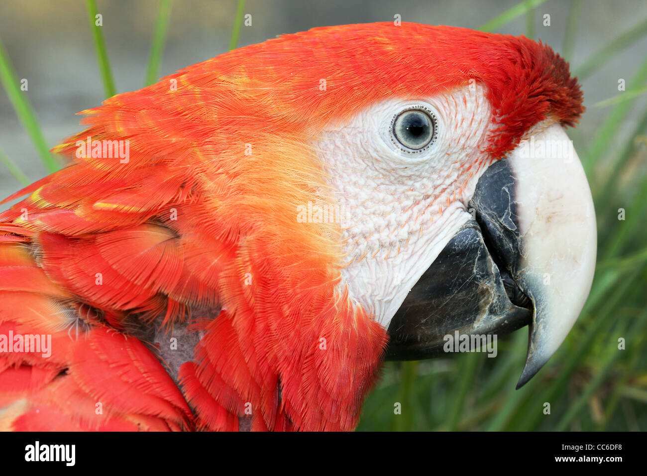 La Scarlet Macaw (Ara macao) nell'Amazzonia peruviana Foto Stock