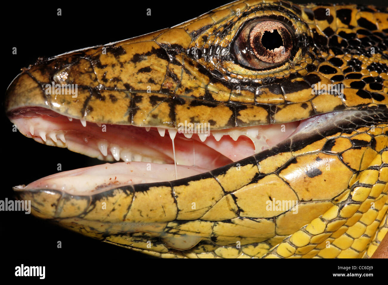 Golden Tegu (Tupinambis teguixin) nell'Amazzonia peruviana Foto Stock