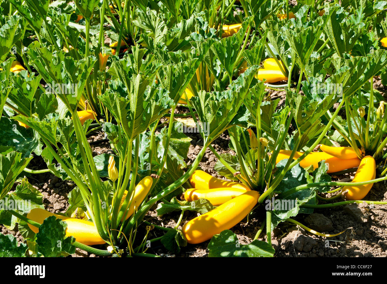 Zucca gialla in crescita in campo Foto Stock