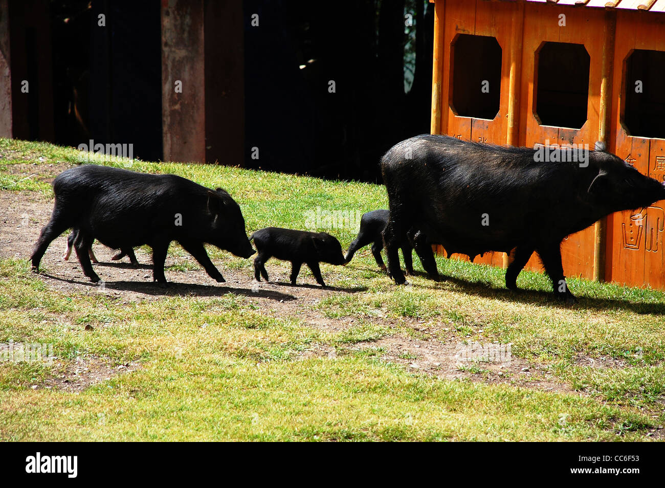 Il pascolo libero maiali neri, Lhasa, in Tibet, in Cina Foto Stock