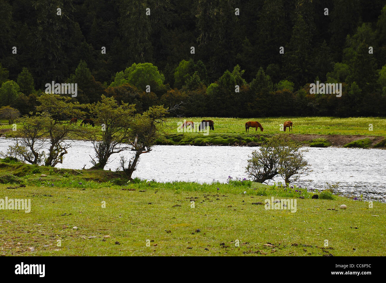 Libera cavalli al pascolo accanto al Yarlung Zangbo River, Tibet, Cina Foto Stock