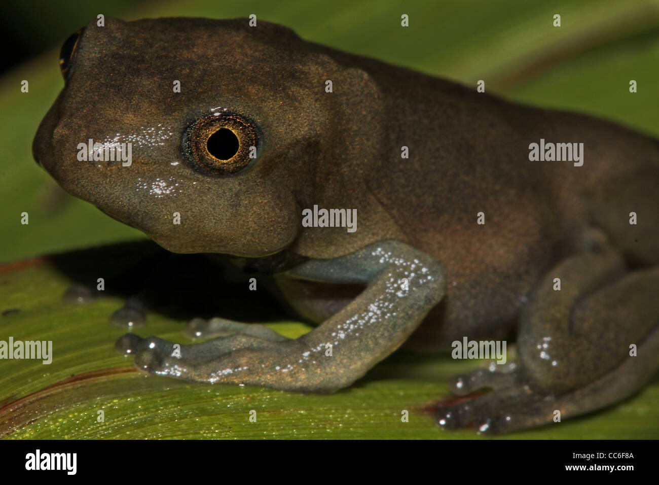 Metamorphosing girino di una mappa Treefrog (Hypsiboas geographicus) nell'Amazzonia peruviana Foto Stock