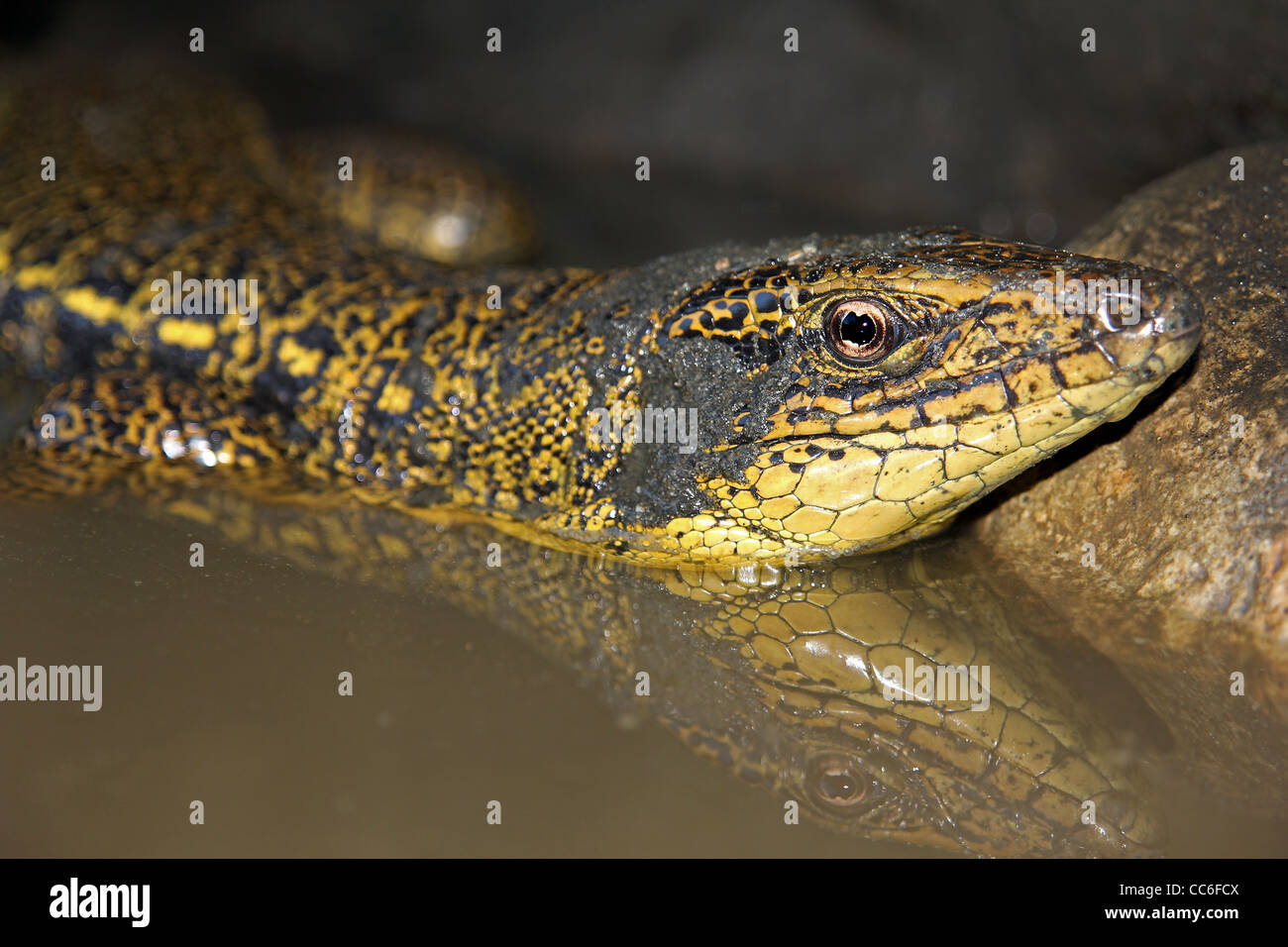 Golden Tegu (Tupinambis teguixin) nell'Amazzonia peruviana Foto Stock