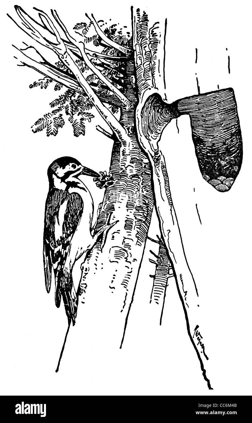 Picchio rosso maggiore e il suo foro con uova Foto Stock