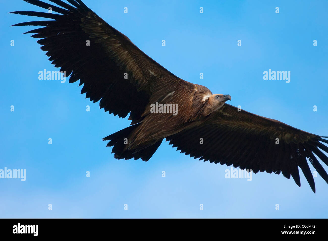 griffon volando avvoltoio, buitre leonado Foto Stock