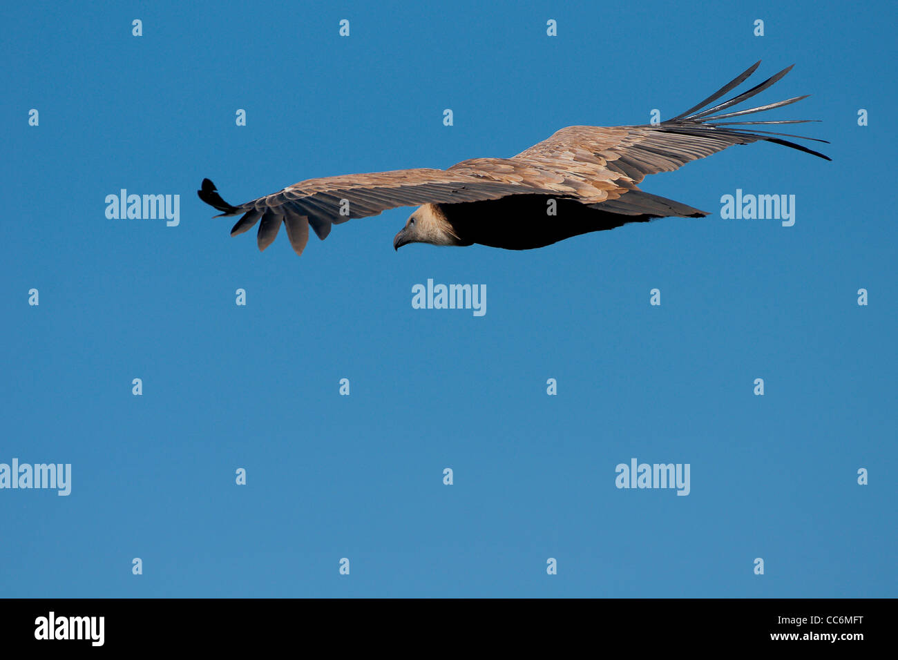 griffon volando avvoltoio, buitre leonado Foto Stock