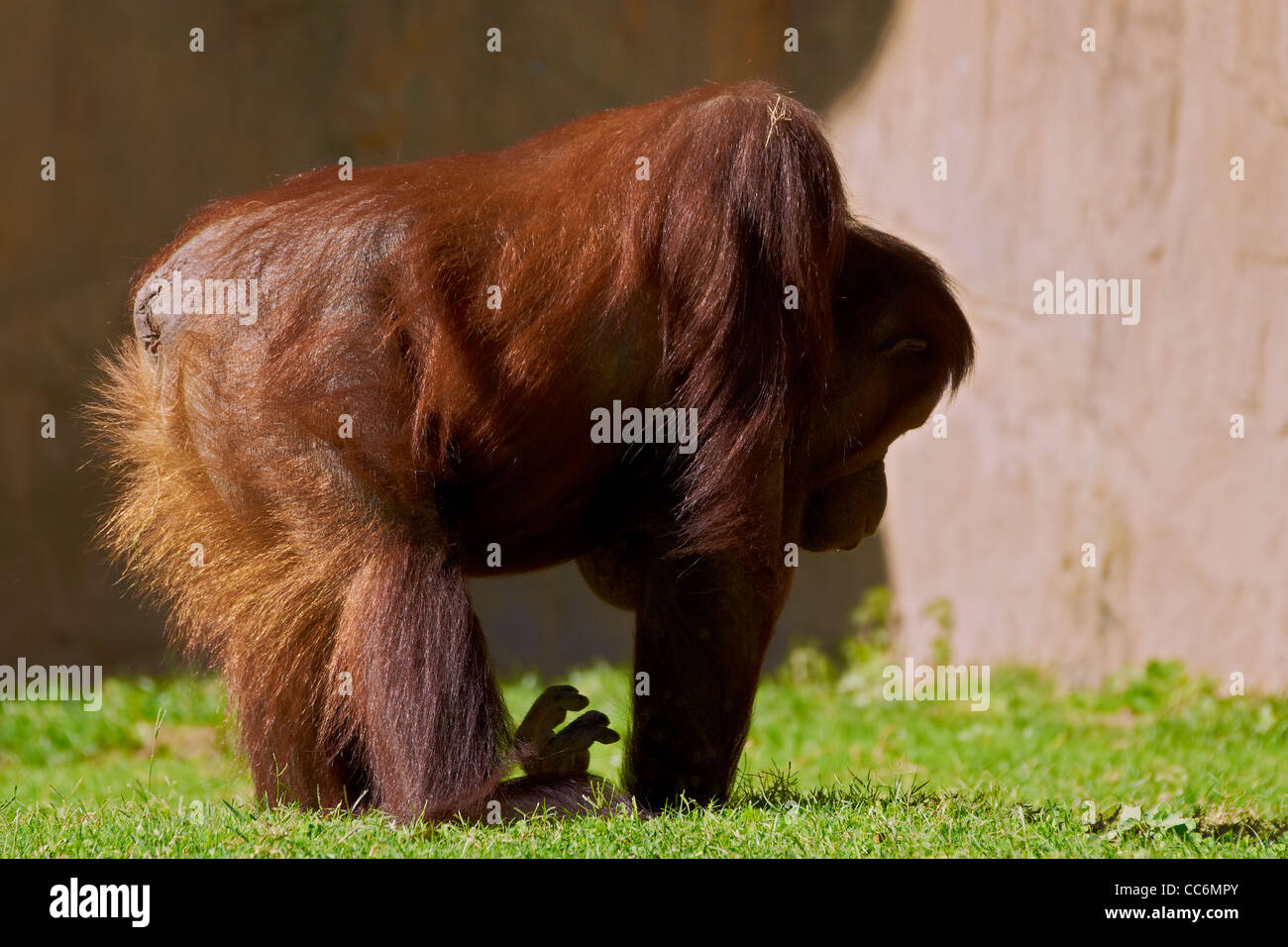 Orangutan, grandi scimmie, captive Foto Stock