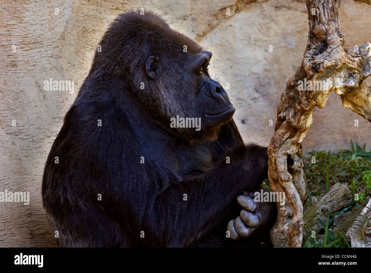 Gorilla grandi scimmie, captive Foto Stock