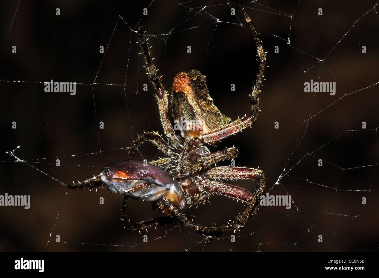 Un ragno spaventoso nel suo Web con la preda in Amazzonia peruviana isolati su nero con spazio per il testo Foto Stock