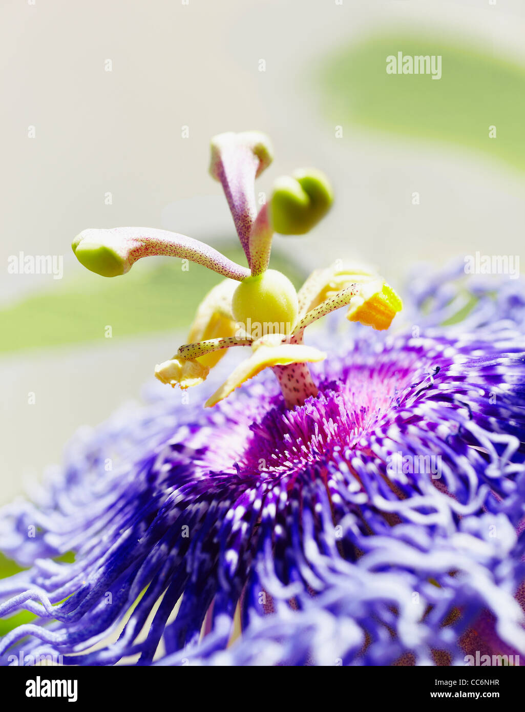 Passiflora amethystina close-up Foto Stock