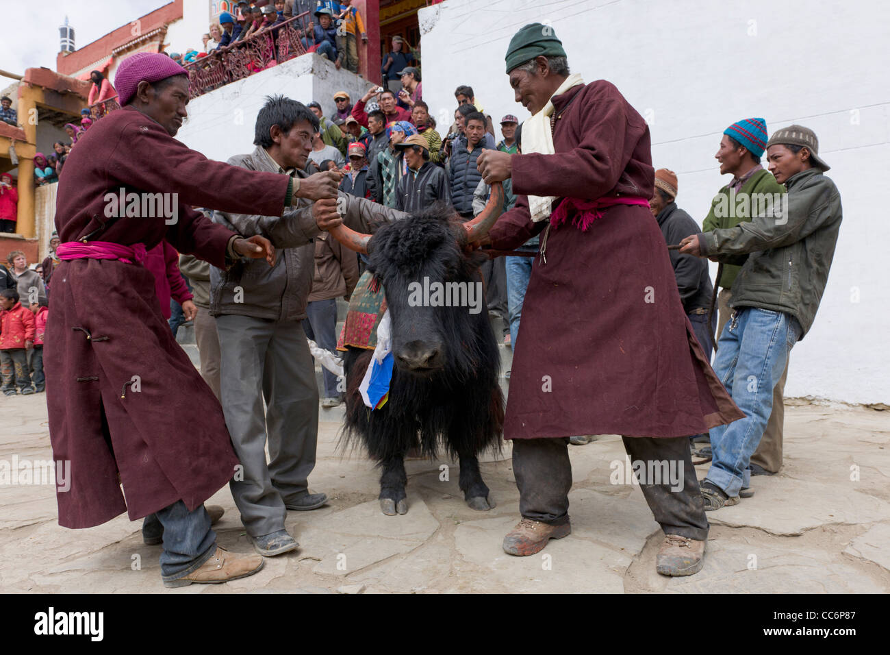 Trattenere il monastero Yak prima del rilascio simbolico per merito di decisioni, Korzok Gustor Festival, Lago Tsomoriri, (Ladakh) Jammu e Kashmir India Foto Stock