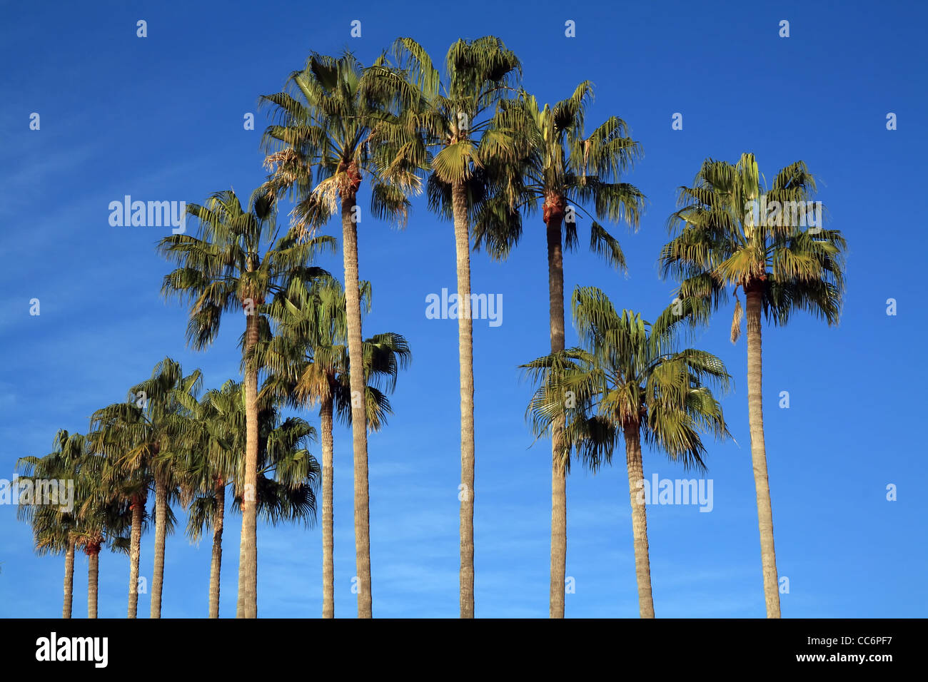 Mediterraneo palme sulla spiaggia della Riviera Francese. Foto Stock