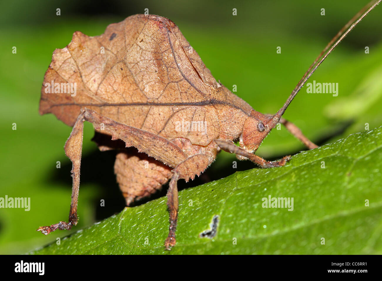 Un interessante dead-foglia di imitare il bug nell'Amazzonia peruviana Foto Stock